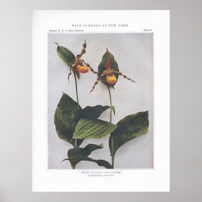 Pôster Amarelo ou Downy Lady's-Slipper (Frente)