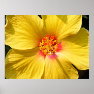 Poster Amarelo sunshine Hibiscus