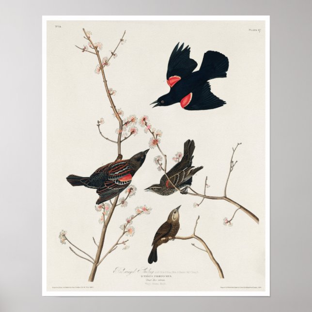 Poster Amarelo vermelho ou Marsh Blackbird por Audubon (Frente)