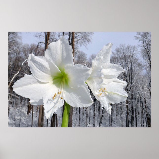Poster Amarilis branco e neve II (Frente)