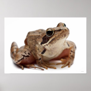 Poster Amarre o sapo - arvalis de Rana