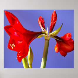 Poster Amaryllis