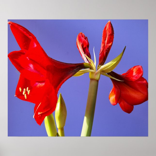 Poster Amaryllis (Frente)