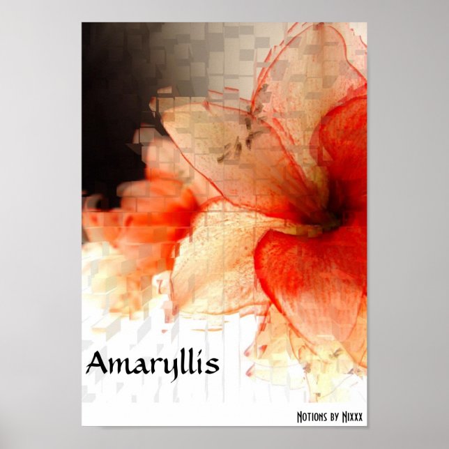Pôster Amaryllis (Frente)