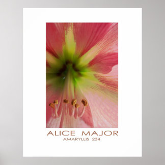 Poster Amaryllis  234