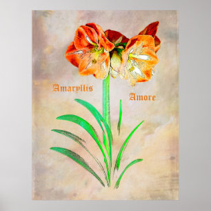Poster Amaryllis Amore