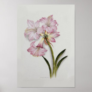 Poster Amaryllis belladonna