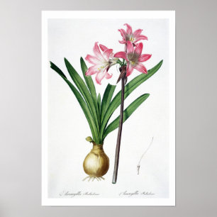 Poster Amaryllis Belladonna, from 'Les Liliacees', engrav