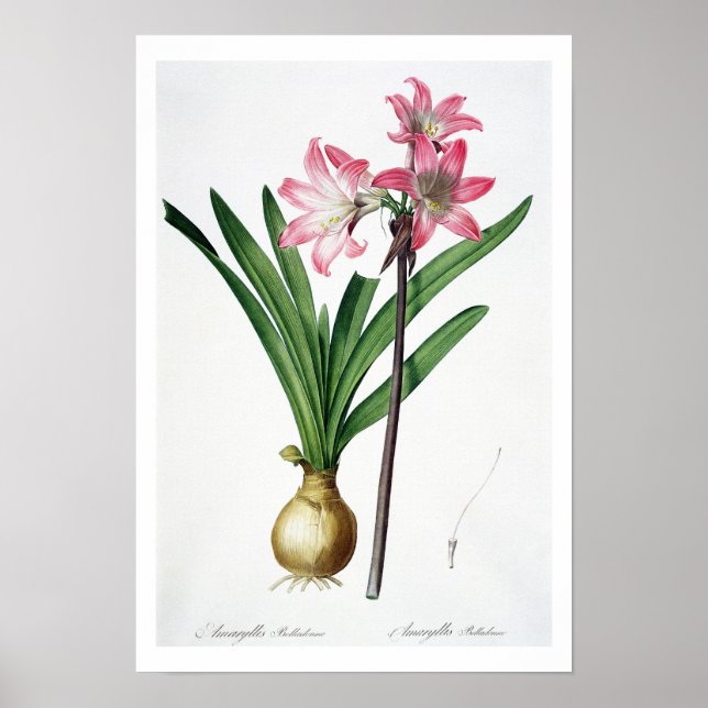 Poster Amaryllis Belladonna, from 'Les Liliacees', engrav (Frente)