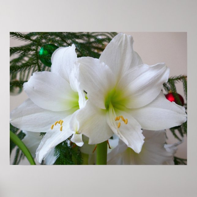 Poster Amaryllis Branca e Árvore de Natal (Frente)