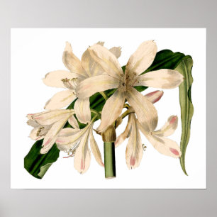 Pôster Amaryllis branco botânico