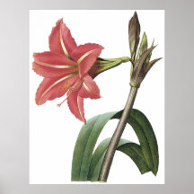 Amaryllis brasileiro