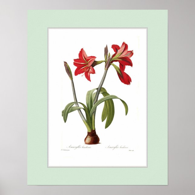 Pôster Amaryllis brasiliensis, fronteira personalizada (Frente)