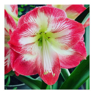 Pôster Amaryllis cor-de-rosa branca, branquelo de flores