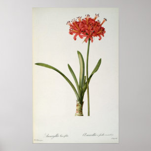 Poster Amaryllis Curvifolia, 1809, from `Les