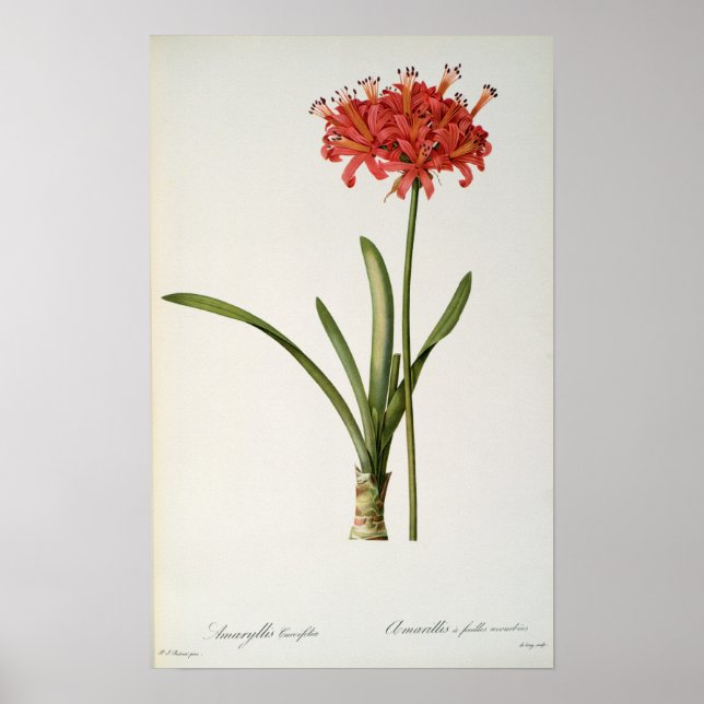 Poster Amaryllis Curvifolia, 1809, from `Les (Frente)