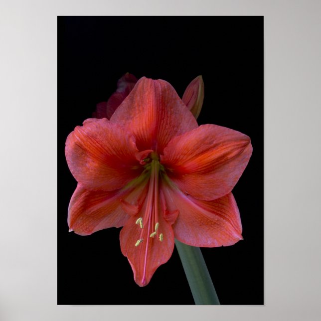 Pôster Amaryllis em preto (Frente)