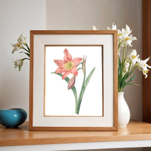 Poster Amaryllis Equestre, Vintage Flower Botanical