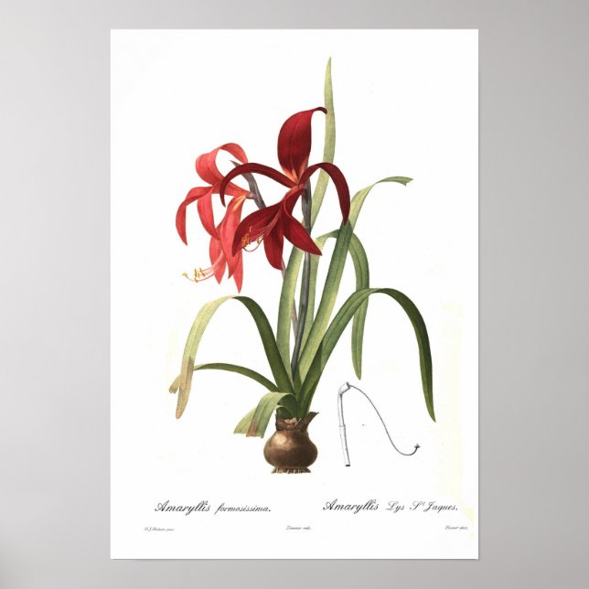 Poster Amaryllis formosissima (Frente)