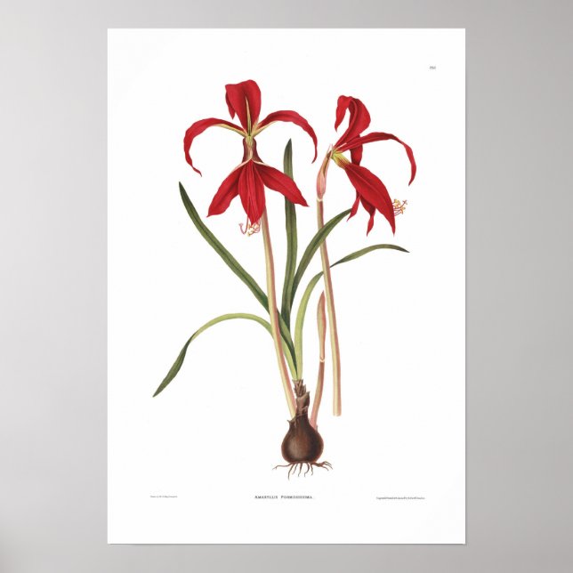 Pôster Amaryllis formosissima (Frente)