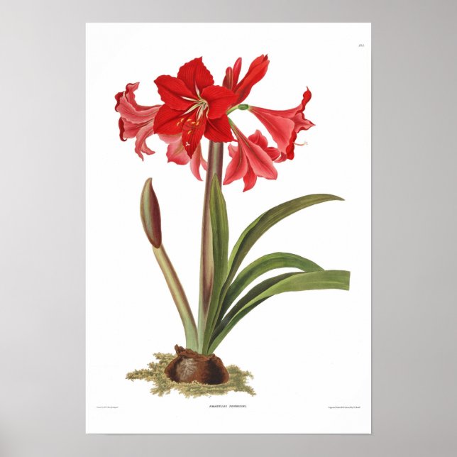 Pôster Amaryllis johnsoni (Frente)