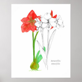 Poster Amaryllis Language of Flowers Botanical Plant Art