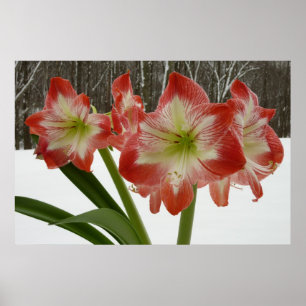Pôster Amaryllis no Feriado Vermelho de Neve Floral de in