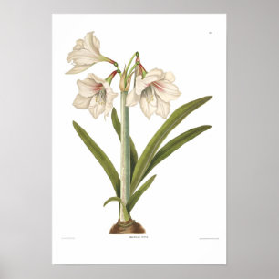 Pôster Amaryllis picta