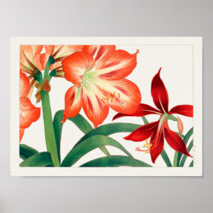 Poster Amaryllis por Tanigami Konan