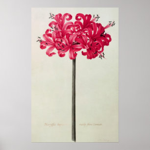 Pôster Amaryllis Sarniensis, ou narciso
