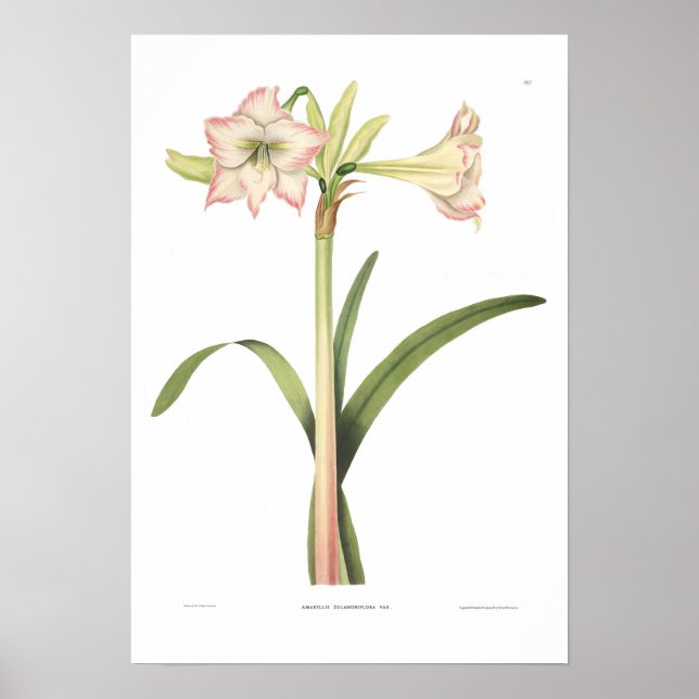 Poster Amaryllis solandriflora (Frente)