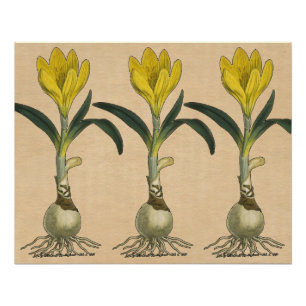 Pôster Amaryllis Tulip Botanical Garden Flower