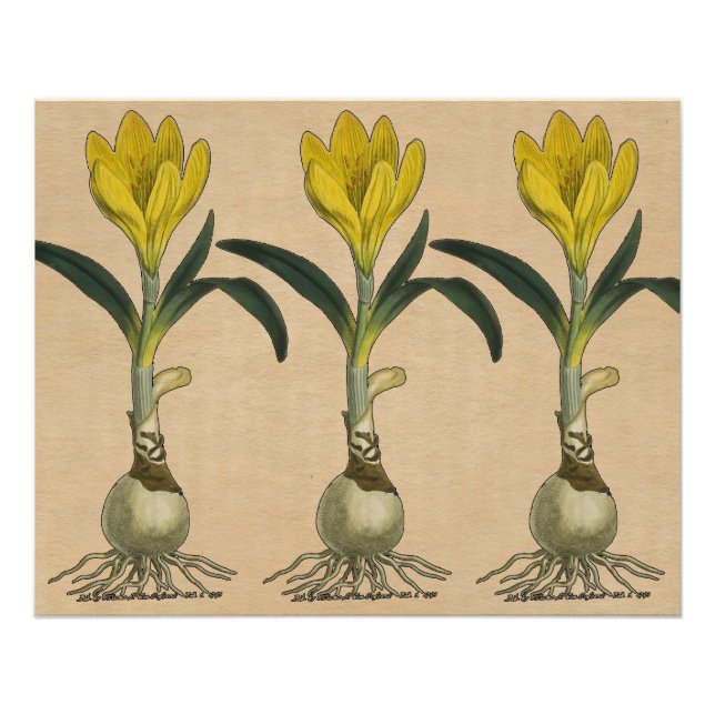 Pôster Amaryllis Tulip Botanical Garden Flower (Frente)