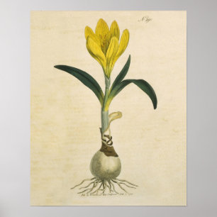 Pôster Amaryllis Tulip Botanical Garden Flower