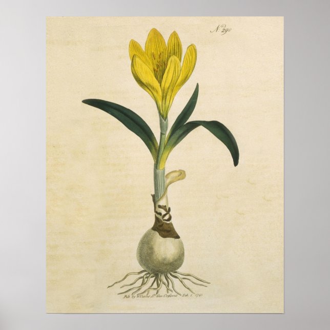 Pôster Amaryllis Tulip Botanical Garden Flower (Frente)