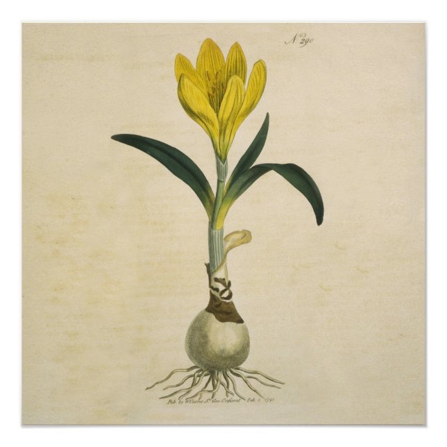 Pôster Amaryllis Tulip Botanical Garden Flower (Frente)