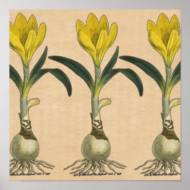 Pôster Amaryllis Tulip Botanical Garden Flower (Frente)