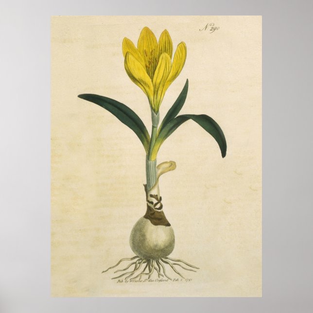 Poster Amaryllis Tulip Botanical Garden Flower (Frente)