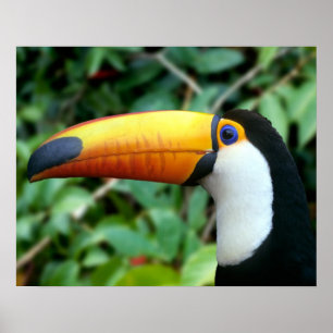 Poster Amazon, Brasil. toucan Amarelo-beaked com branco