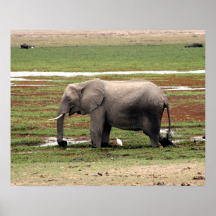 Pôster amboseli elefante