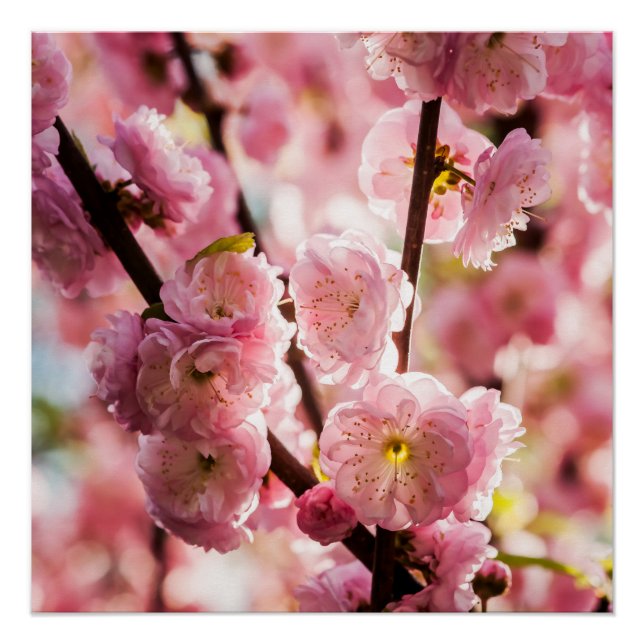 Pôster Ameixa de Flor - Paradize Rosa (Frente)