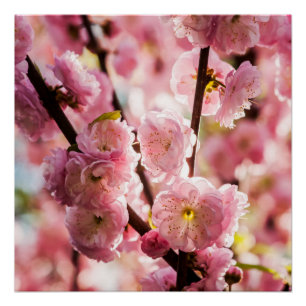 Pôster Ameixa de florescência - Paradize cor-de-rosa