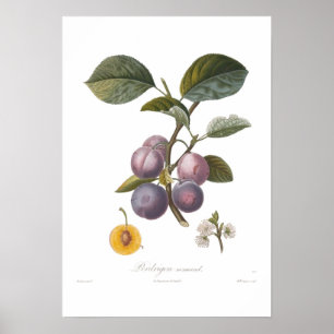 Poster Ameixa, normand de Perdrigon