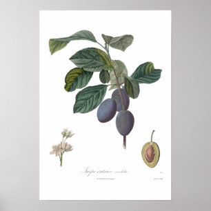 Pôster Ameixa, violette de Imperatrice