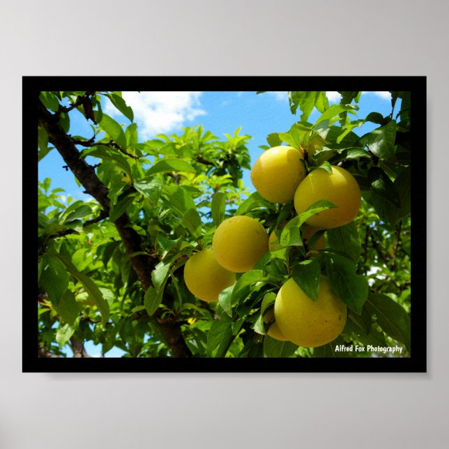 Poster Ameixas Amarelas Céu Azul (Frente)
