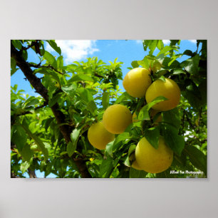 Poster Ameixas Amarelas Céu Azul