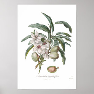 Pôster Amêndoa, Amandier fleurs dos grandes