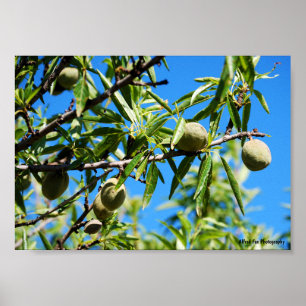 Poster Amêndoas no Céu Azul