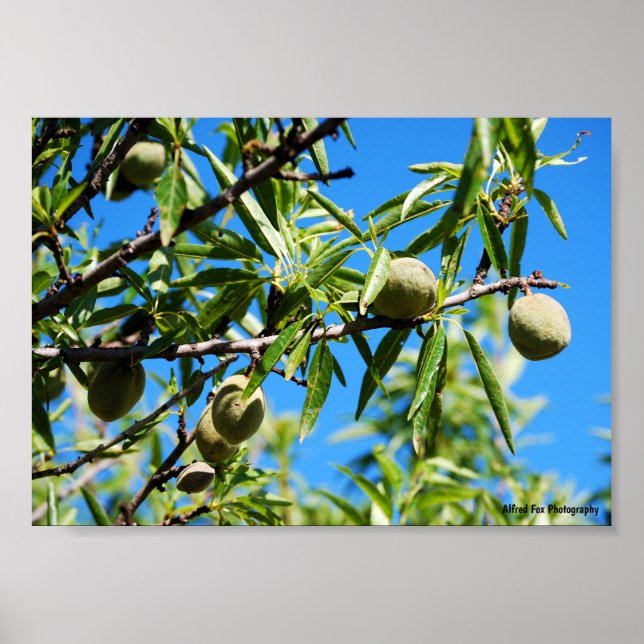 Poster Amêndoas no Céu Azul (Frente)