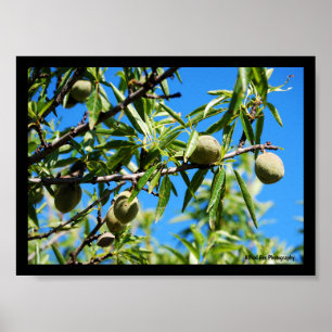 Poster Amêndoas no Céu Azul